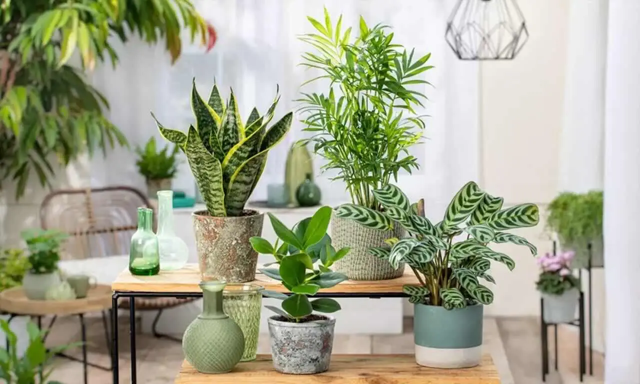 Non comprare queste piante da appartamento comuni: ecco le più belle e resistenti