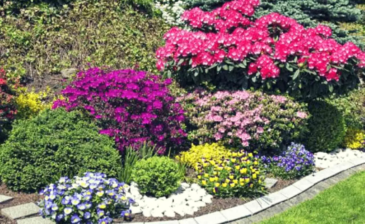 L’aiuola perfetta: ecco i fiori che devi scegliere per avere colori splendidi senza manutenzione