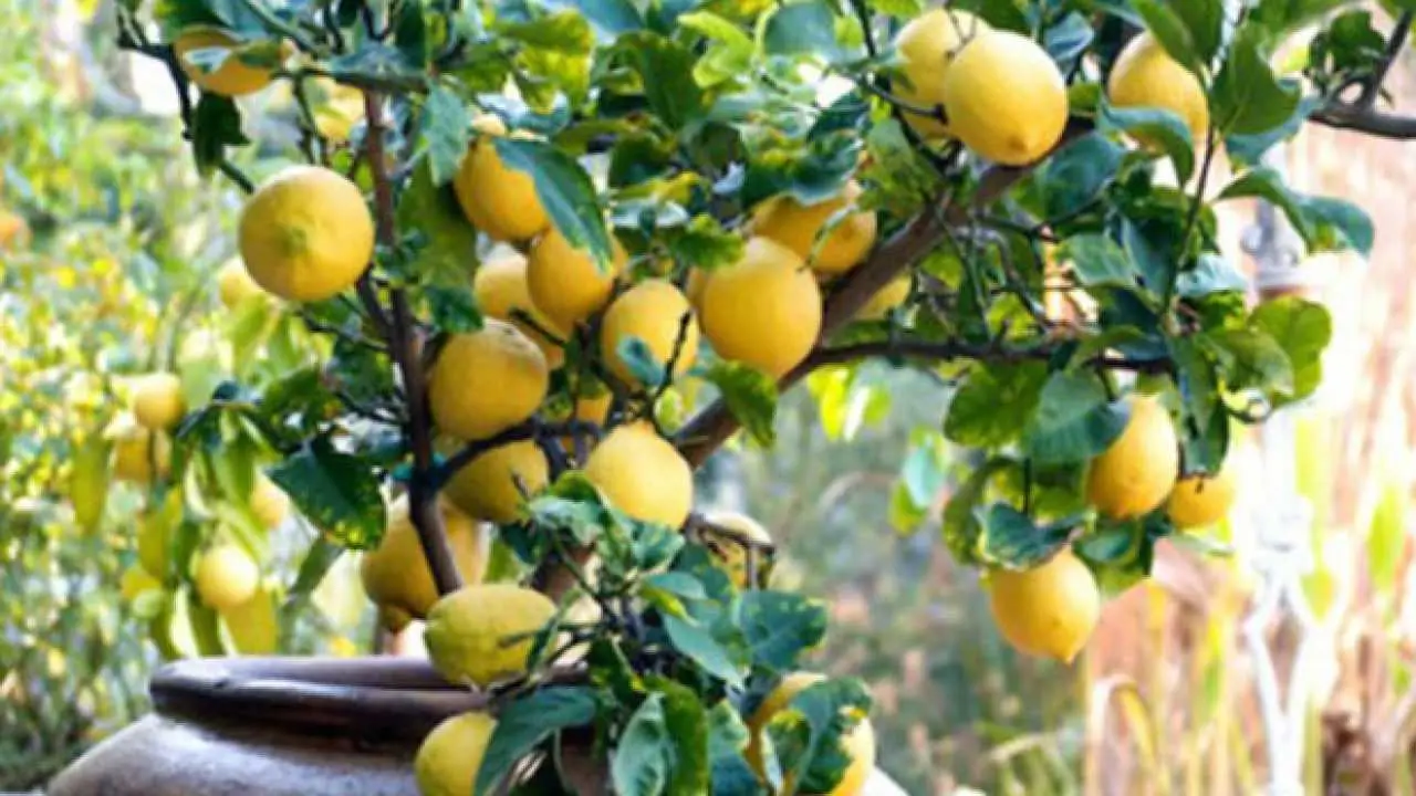 Il tuo limone non fa frutti? Ecco il concime naturale fai da te che lo fa esplodere