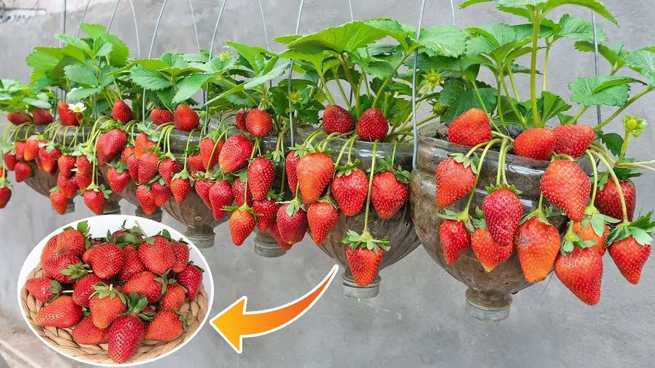 Come coltivare fragole dolci senza pesticidi