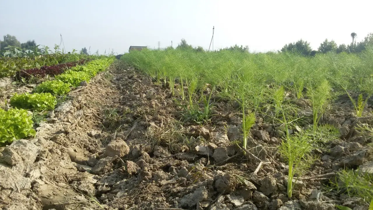 Come si fa a coltivare i finocchi nell’orto? La tecnica della rincalzatura