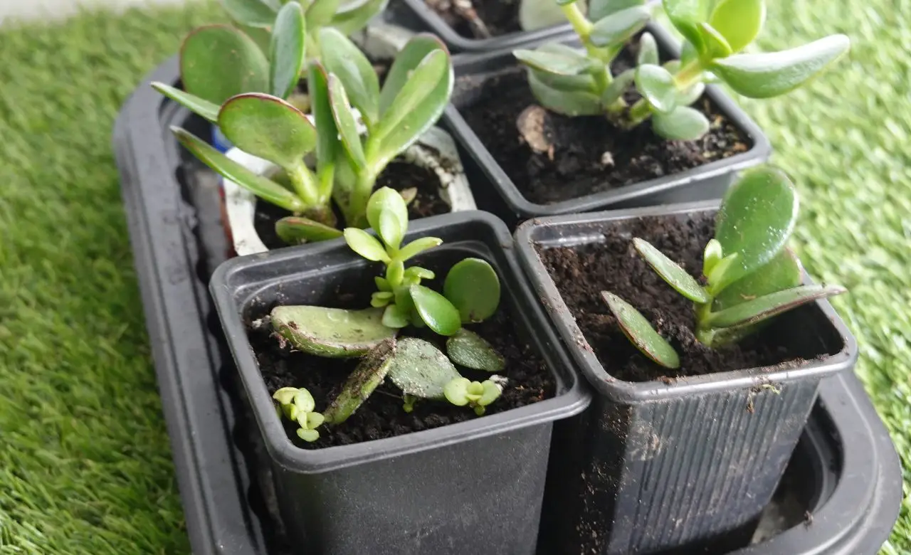 Attenzione! Non lasciare mai acqua stagnante nei vasi