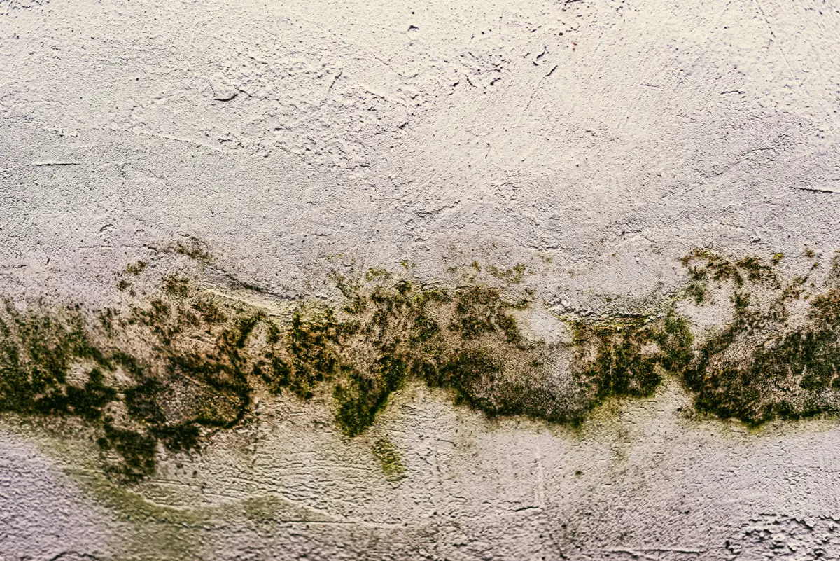 Umidità e muffa in camera da letto? Ecco le piante che risolvono il problema mentre dormi